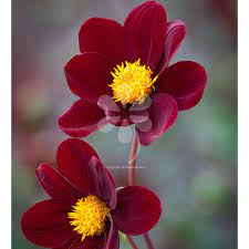 Dahlia Mexican Star Dahlia Flower Arrangements Dahlia Dahlias Garden