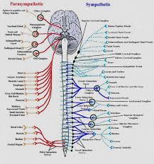 12 Chakra System Activation Chakra Activation System