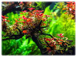 119 Ludwigia Mini Sp Super Red In Vitro 10szt