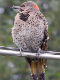 I thought it was a juvenile bird since it had the black spots on it's chest. Northern Flicker Habits What They Eat Nesting