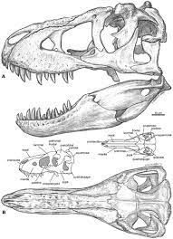Tarbosaurus Skull K Sabath App 2003 Png Animal Skull Drawing Skull Drawing Dinosaur Drawing