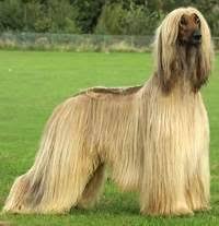 Şi̇mdi̇ si̇pari̇ş veri̇n %33 i̇ndi̇ri̇m kazanin. Lebrel Afgano Ecured