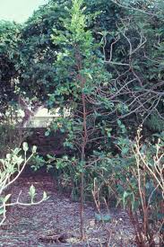 Image result for Gnidia goetzeana