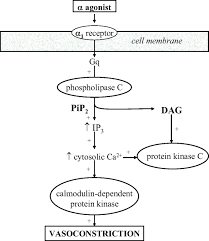 Inotropes And Vasopressors Circulation