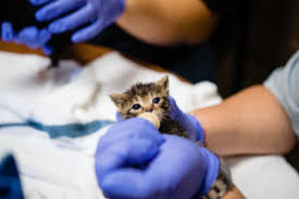 Make sure they're always laying flat on their bellies during meals to avoid aspiration, which can be deadly. Latest News