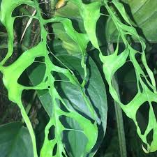 Monstera Obliqua Not Your Average Monstera Tanaman Hias Daun Kebun Tanaman