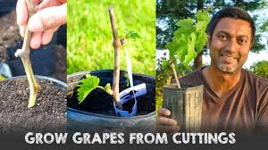 Image result for grapevine cuttings