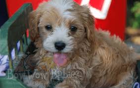 Cavapoo puppies are adorable, and it's one of the reasons they are so popular. Cavapoo Puppy Info Bowwow Babies