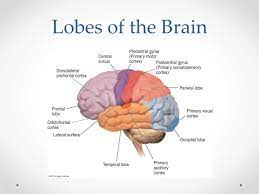 Thanks to them, it's now easier to understand how the most mysterious organ in our body works. Biopsychology Ap Psych Behavioral Science Psychology