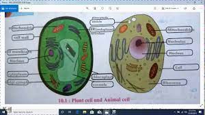 We did not find results for: Plant Cell And Animal Cell Diagram For Class 8 Plant Cell And Animal Cell Labeled Diagram Youtube