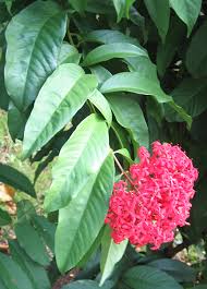 Image result for Ixora praetermissa