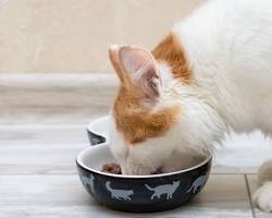 cat eating a homemade mealの画像