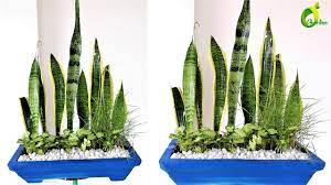 Snake plant propagation can help you build a garden full of lush foliage. Snake Plant Propagation Decoration Sansevieria Cylindrica Organic Garden Youtube