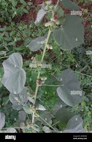 Image result for Abutilon angulatum