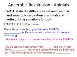 Anaerobic Respiration Animals Ppt Download