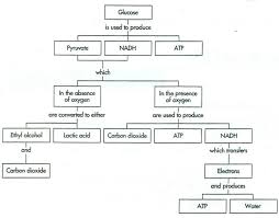 In plants, photosynthesis generally takes place in leaves. Cell Respiration Photosynthesis Biogeochemical Cycles And Food Webs Diagram Quizlet