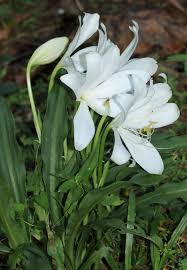 Image result for Crinum moorei