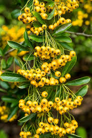 Image result for Pyracantha coccinea soleil d'or