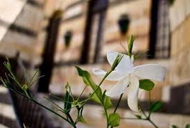 Jasmin الياسمين Jasmine Flower Cute Couple Wallpaper Jasmine