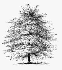 Pond cypress (taxodium ascendens) big tree park, longwood, florida, us ~3,500 was the oldest pond cypress tree in the. Mediterranean Cypress Tree Pine Etching Drawing Drawn Cypress Tree Transparent Background Hd Png Download Kindpng