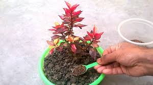 The best time for fertilizing shrubs is in the spring, when they require the most nourishment. Update How To Use Tea Fertilizer For Any Plants And Flowers Best Organic Fertilizer Youtube