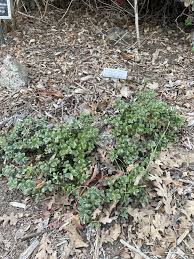 Image result for Pavetta johnstonii