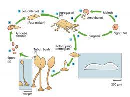 Pemasangan aerator ini berpungsi utk gelembung udara yg. Soal Pilihan Ganda Jawabannya Biologi Kelas 10 Bab 6 Protista Sekolahmuonline Com Sekolahmuonline