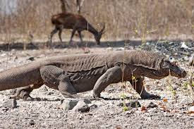 The World S Top 10 Reptiles In Pictures Komodo Dragon Reptiles Large Lizards