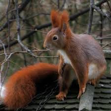 Image result for kuna lesní obrázky