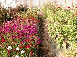 If those of you reading already have a planting site with full. Cut Flowers