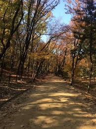 Image result for Autumn Brown 1994 SsangYong