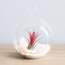 Air Plant Beach Terrarium In Flat Bottom Globe With White Sand Air Plants Air Plant Display Air Plants Diy