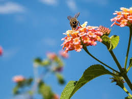 Maybe you would like to learn more about one of these? How Flowers Manipulate Light To Send Secret Signals To Bees Science Smithsonian Magazine