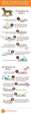 How To Get Dog Pee Smell Out Of Carpet Best Cleaner For Dried Old Urine Caninejournal Com Stain Remover Carpet Remove Pet Stains Dog Urine