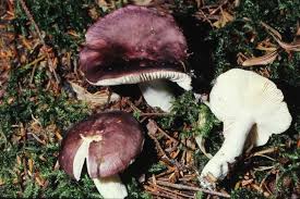 Image result for Russula sp