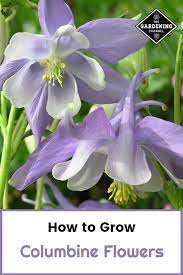 Pin On Flowers To Plant