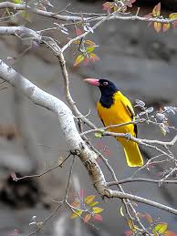 Forages in trees and bushes. Black Hooded Oriole Wikipedia