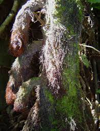 Image result for Cyathea manniana