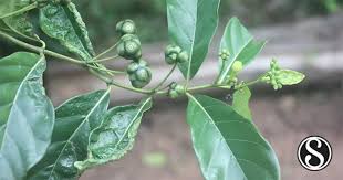 Image result for Morinda lucida