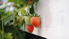 Check spelling or type a new query. Die 12 Besten Ideen Zu Mdr Garten Mdr Garten Garten Erdflohe