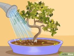 Discovering the reason why a bonsai is dying can often be difficult to establish. Simple Ways To Revive A Bonsai Tree 13 Steps With Pictures