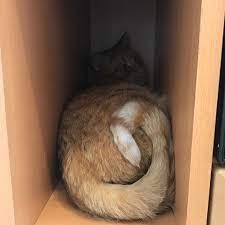 Auch keller und dachboden sollten überprüft werden. Katze Versteckt Sich In Neuer Wohnung Ist Es Schlimm Dass Sie Dich In Einem Kleinen Fach Verkriecht Tiere Kater