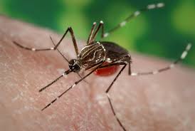dengue | Symptoms, Causes, & Treatment | Britannica