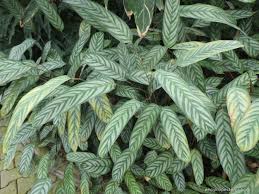 Image result for Ktenante Ctenanthe