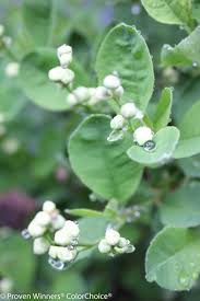 Image result for Exochorda
