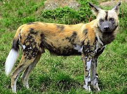 The female has a litter of 2 to 20 children, who are cared for by the entire pack. African Wild Dogs For Sale