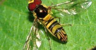 The young hoverfly maggots rely on herbivores like how to attract hoverflies to your garden. Hover Fly Information Plants That Attract Hover Flies To The Garden Hoverfly Beneficial Insects Fly Repellant