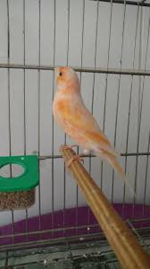 pin de roberval martins en birbs canarios aves pajaros