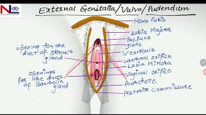 Image result for female sex organ