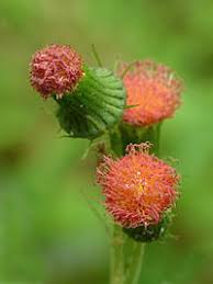 Image result for Crassocephalum picridifolium